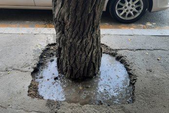 Ağacların dibi asfaltdan təmizləndi 