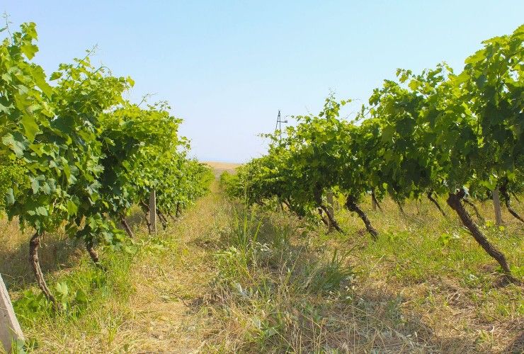 Bakıda üzüm kollarının kəsilməsi ilə bağlı cinayət işi açıldı 