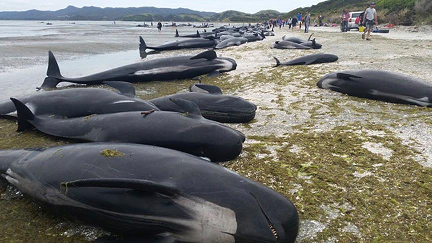 53 balinanı öldürdülər - VİDEO