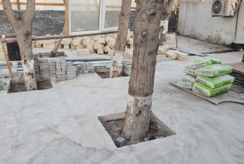 Tikinti aparılan ərazidəki ağaclar sayılaraq nəzarətə götürüldü - Foto