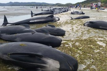 53 balinanı öldürdülər - VİDEO