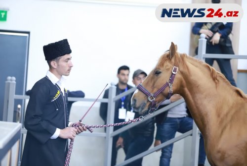 Qarabağ atlarının hərracı davamlı qaydada keçiriləcək - Nazirlik