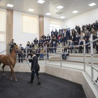 Azərbaycanda ilk dəfə Qarabağ atlarının satışı həyata keçirildi - FOTO