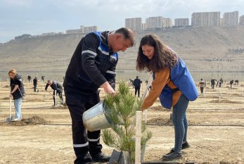 Azərbaycanda ağacəkmə aksiyası keçirildi - FOTO