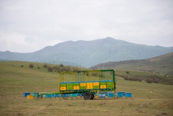 On üç arıçı Kəlbəcər yaylaqlarına yola salındı - FOTO