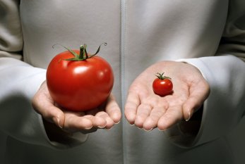 Azərbaycanda GMO-lu qidalarla bağlı tələblər müəyyənləşib 