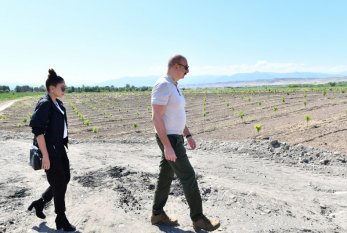 Prezident və birinci xanım Zəngilanda intensiv meyvə bağı ilə tanış oldular -FOTO