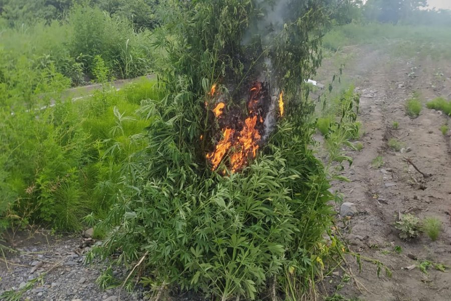 Qaxda 1,6 ton narkotik tərkibli bitki məhv edildi -FOTO
