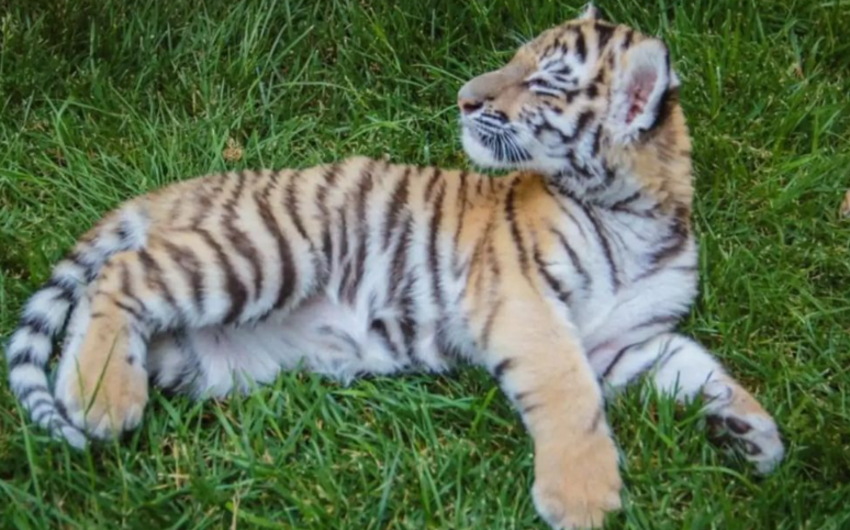 Bakı zooparkında pələng balası doğuldu - FOTO