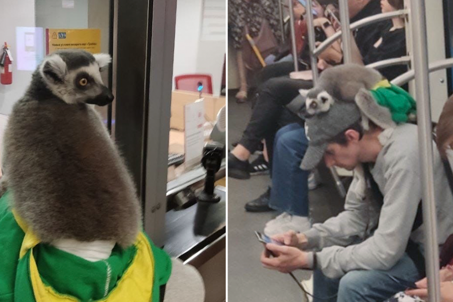 Lemur metro ilə səyahət etdi - FOTOLAR