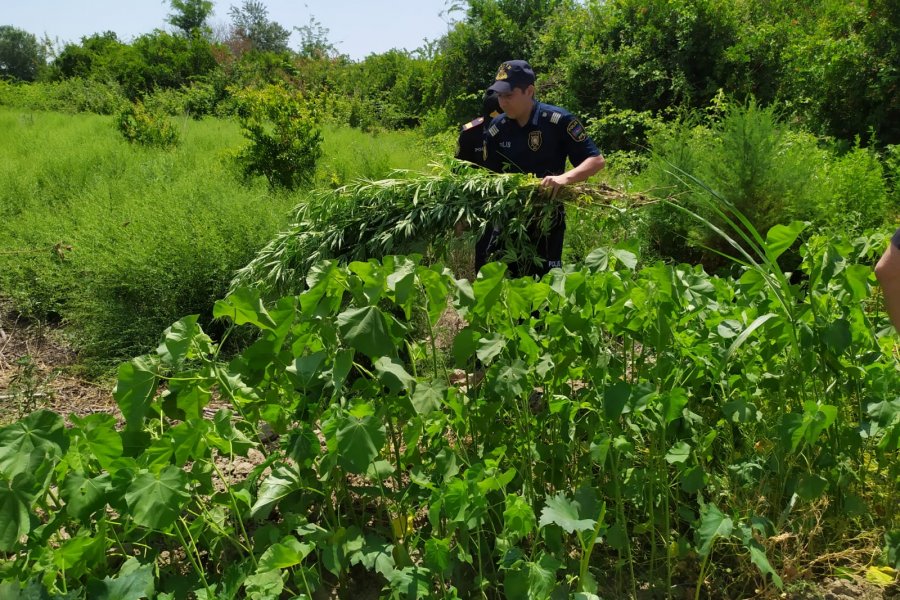 Ağdaşda 2 ton 300 kiloqram narkotik tərkibli bitki məhv edildi 