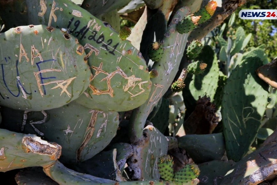 Sevgililərin qurbanına çevrilən kaktuslar -FOTO/VİDEO