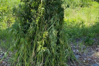 Zaqatalada 1 tondan artıq narkotik tərkibli bitki məhv edildi -FOTO