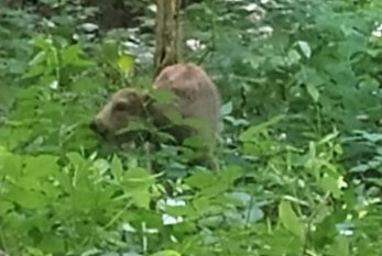 Şahdağ Milli Parkında daha bir zubr balası dünyaya gəlib - FOTO