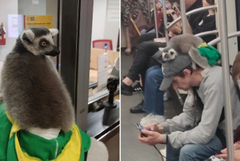 Lemur metro ilə səyahət etdi - FOTOLAR