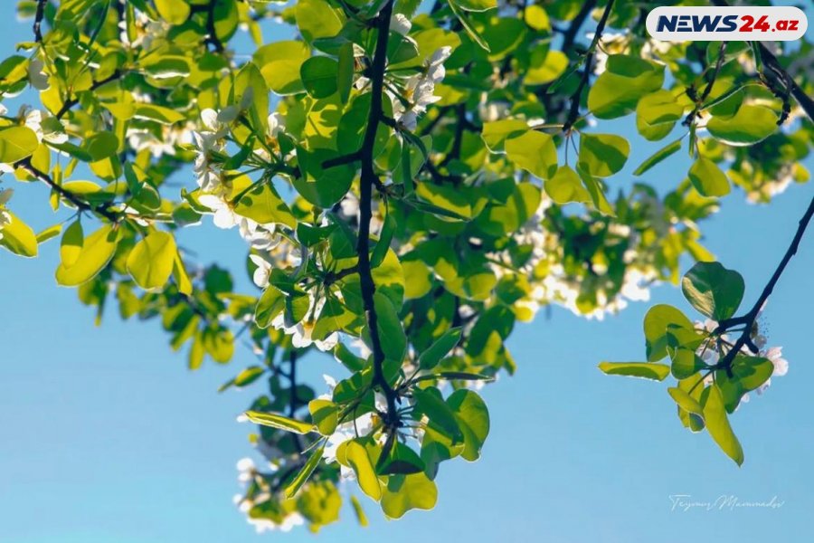 İyul ayında hava necə olacaq? 