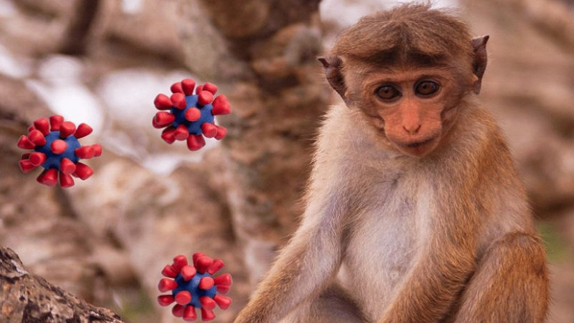 Yaponiyada meymunçiçəyinə ilk yoluxma halı aşkarlandı