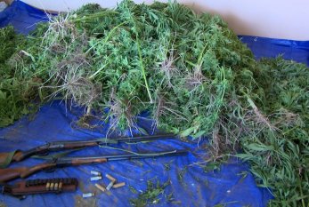 Maştağada evin həyətində 104 kq narkotik bitki aşkarlandı 
