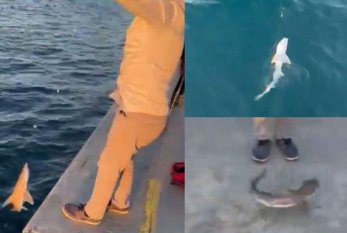 Türkiyədə kişi dənizdən köpəkbalığı çıxardı - VİDEO