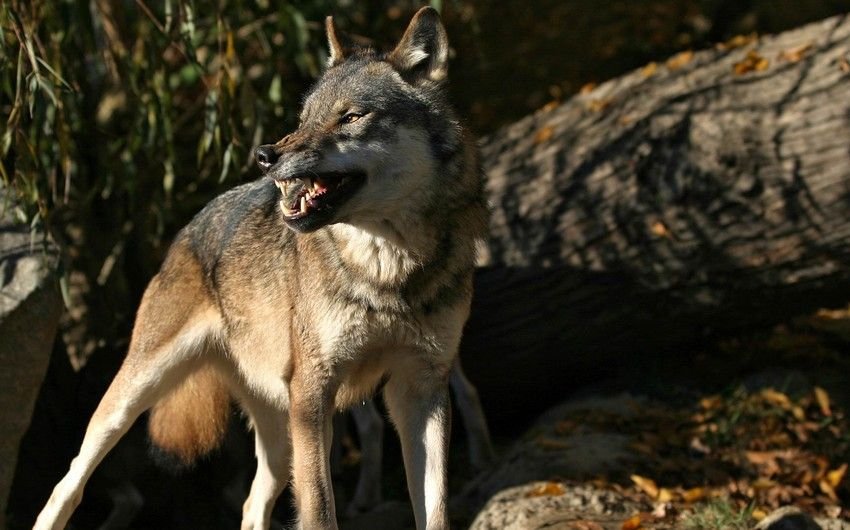 Şəkidə tövləyə girən canavar 44 baş qoyunu parçalayıb 