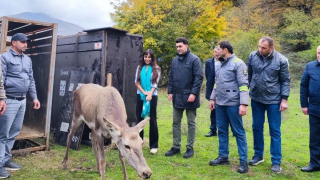 Leyla Əliyevanın iştirakı ilə Şahdağ Milli Parkına marallar buraxıldı - FOTO