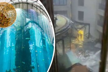 Berlində 1500 ekzotik balıq olan akvarium partladı - VİDEO