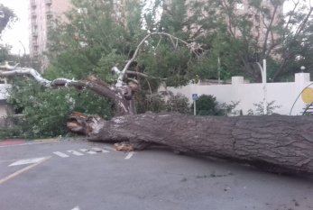 Yasamal rayonunda ağac avtomobillərin üzərinə aşdı - FOTO