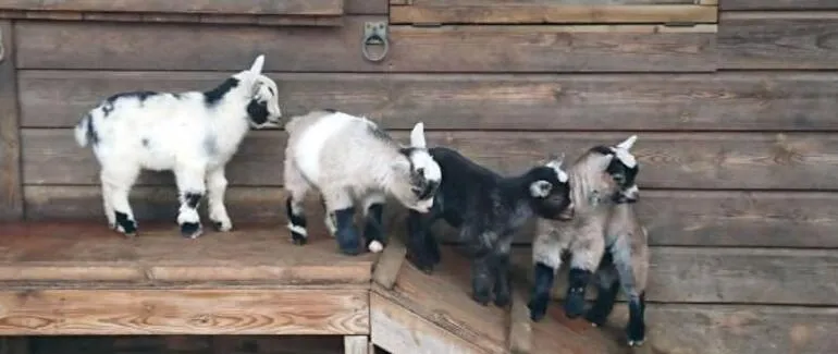 Zoopark müdiri keçiləri bişirib ziyafət verdi -FOTO