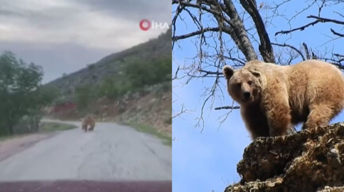 Qonur ayı meşəni tərk edib avtomobil yoluna ÇIXDI