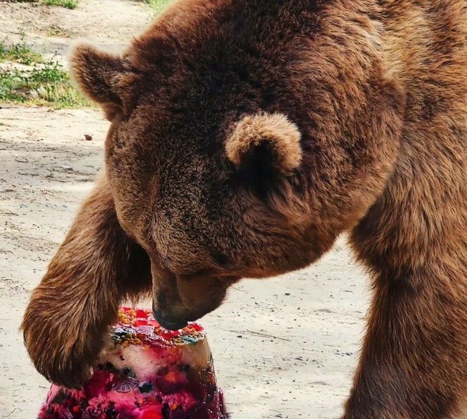 Bakı Zooparkında ayının doğum günü qeyd olundu - FOTOLAR