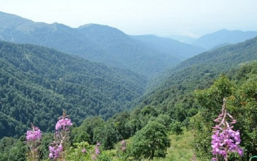 Nadir flora və fauna növləri xüsusi mühafizə altına alınacaq 