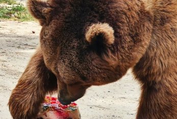 Bakı Zooparkında ayının doğum günü qeyd olundu - FOTOLAR