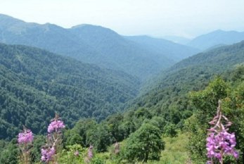 Nadir flora və fauna növləri xüsusi mühafizə altına alınacaq 