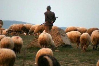 Kürdəmirdə çoban özünü güllələdi 