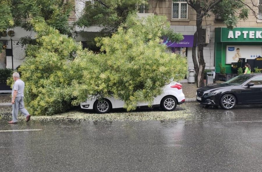 Bakıda ağac avtomobilin üzərinə aşdı —  FOTO