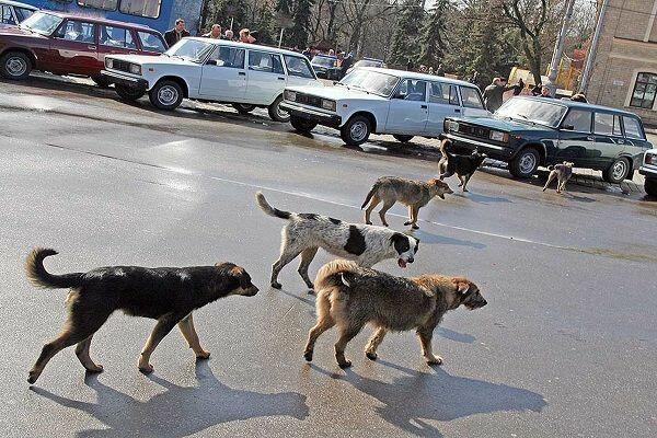 Küçə itləri yaşlı qadına xəsarətlər yetirdi - FOTO