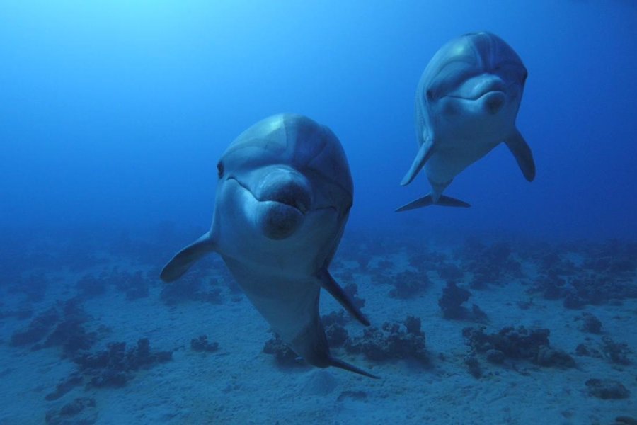Alimlər süni intellekt texnologiyası sayəsində delfinləri dinləyiblər 