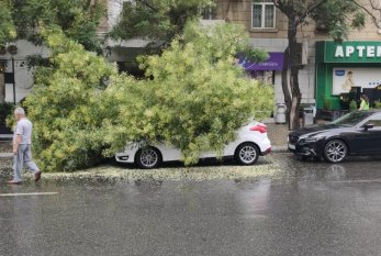 Bakıda ağac avtomobilin üzərinə aşdı —  FOTO
