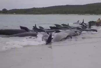 Avstralyada onlarla balina öldü