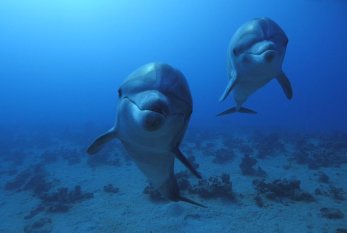 Alimlər süni intellekt texnologiyası sayəsində delfinləri dinləyiblər 