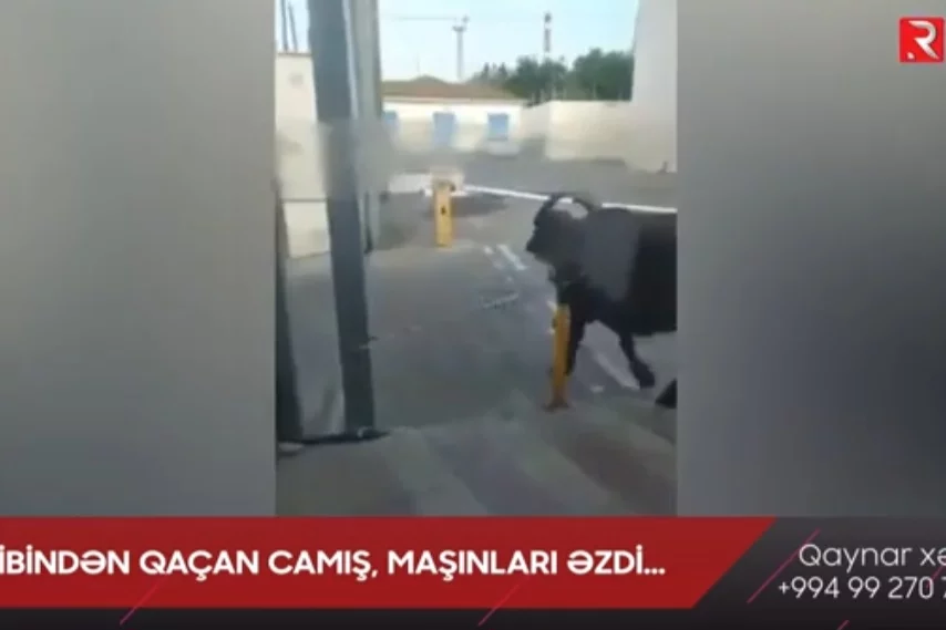 Sahibindən qaçan camış, maşınları əzdi...- VİDEO