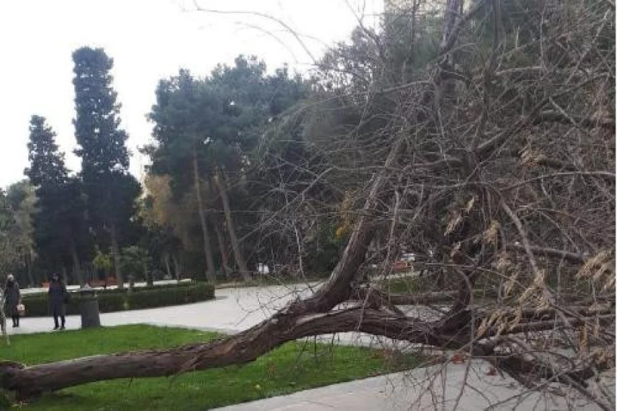 Güclü külək nəticəsində Bakıda 13 ağac sınıb 