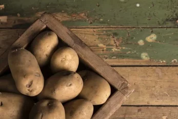 Kartofun sağlamlıq üçün faydaları açıqlandı – Alimlər