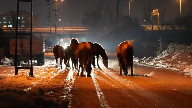 Ac vəhşi atlar şəhər mərkəzinə endi - VİDEO