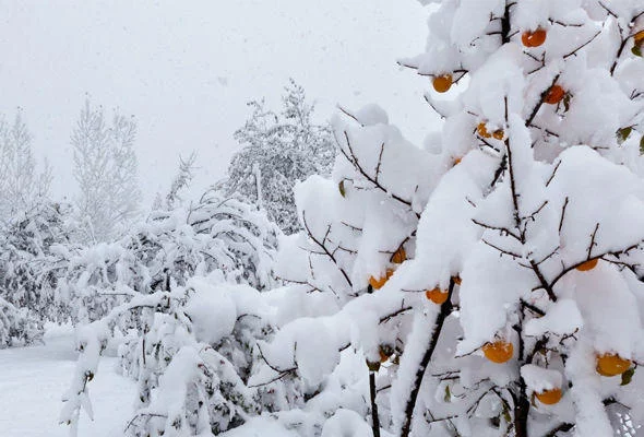 Hava kəskin DƏYİŞƏCƏK: QAR YAĞACAQ