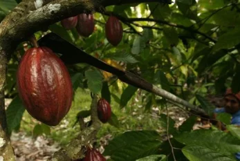 Kakao qiymətlərində "tarixi" rekord 