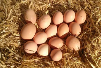 Norveçdə yumurta böhranı: Əhali bu ölkəyə axın edir 
