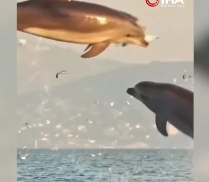 İstanbulda delfinlərin möhtəşəm görüntüsü - VİDEO