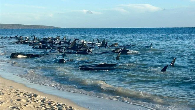 Balinalar kütləvi şəkildə sahilə çıxdı