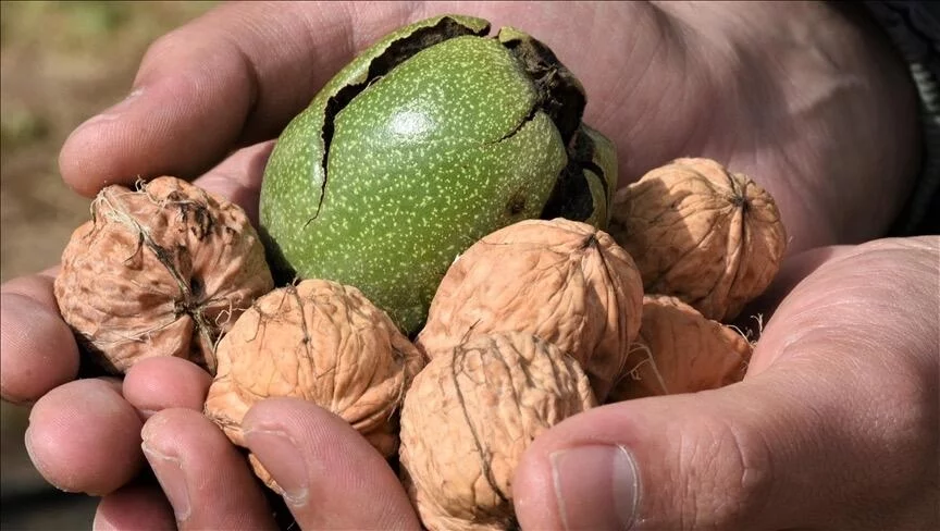 Səhərlər acqarına 3 ədəd qoz yeməyin inanılmaz faydaları 